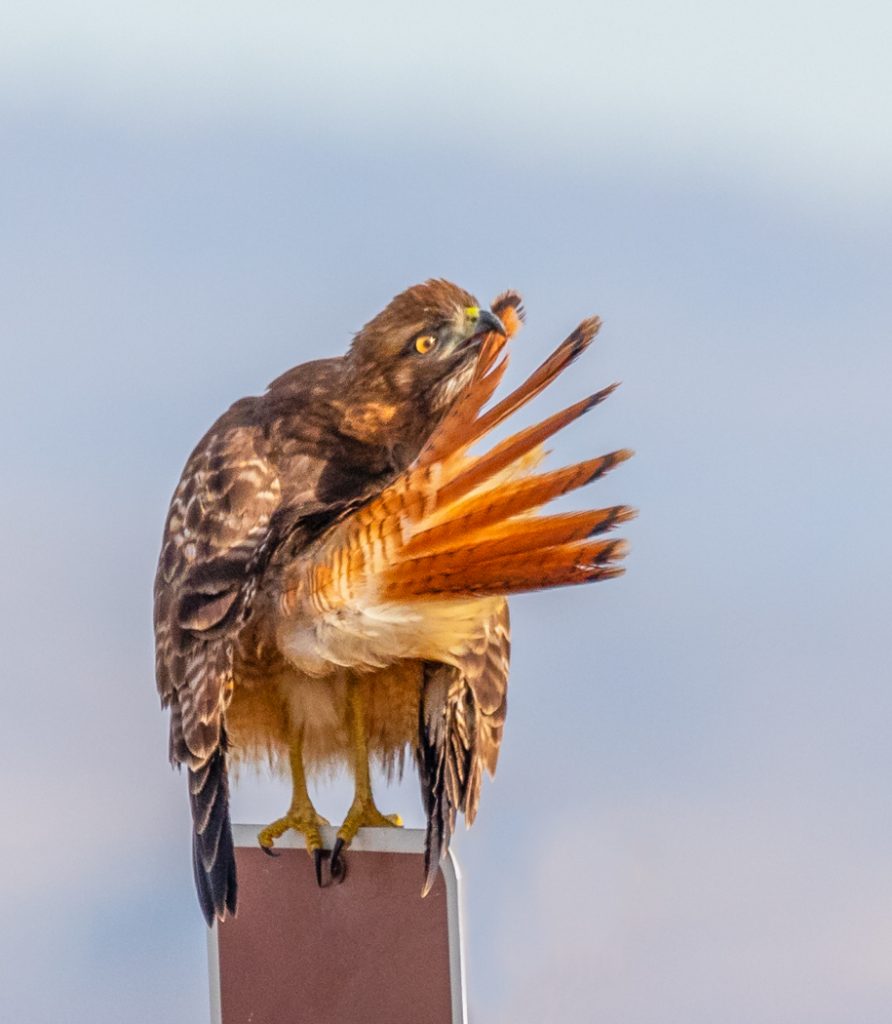 Preening - Jeff Thompson